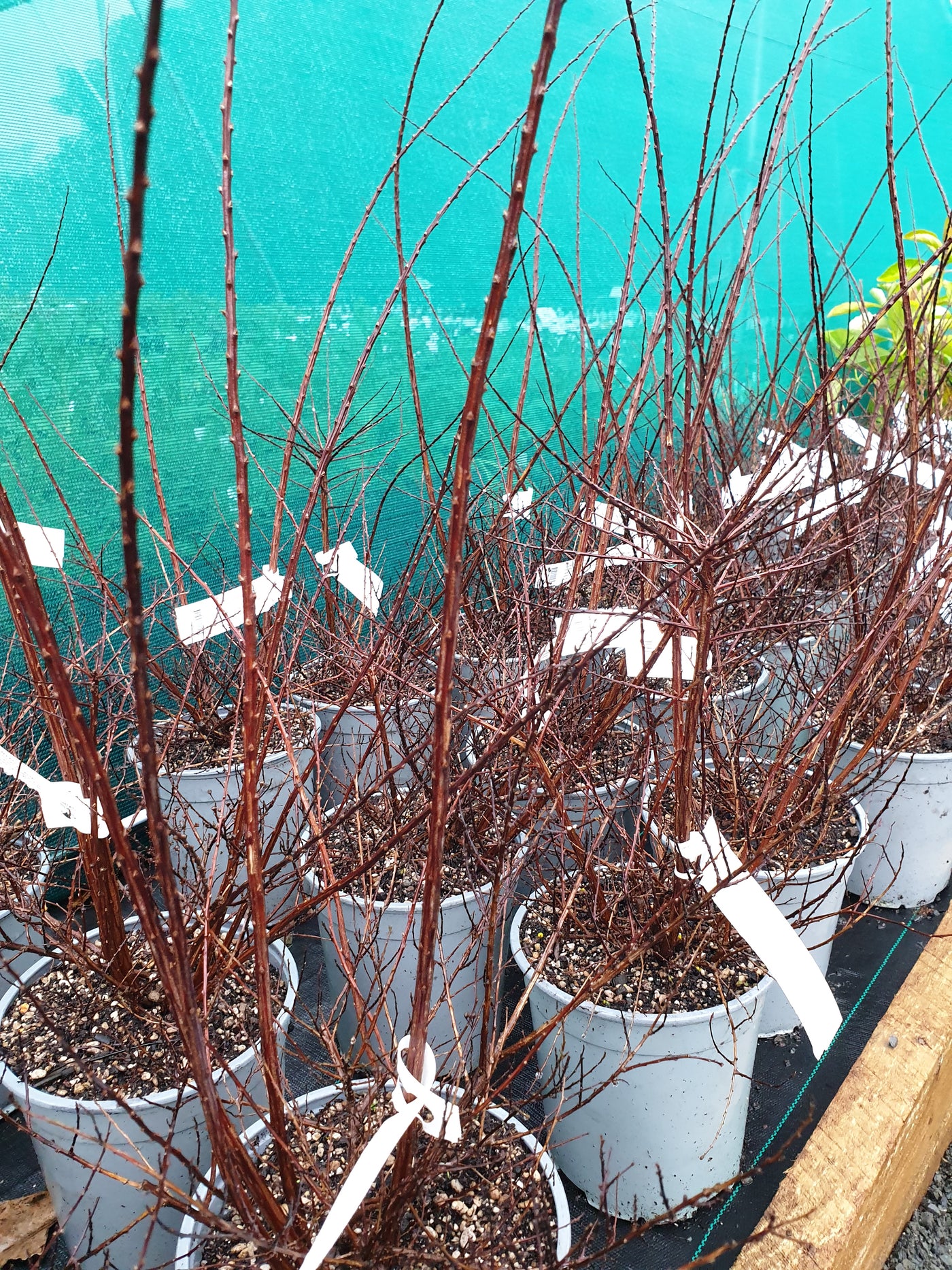 Spirea nipponica | Snow Mound