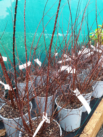 Spirea nipponica | Snow Mound