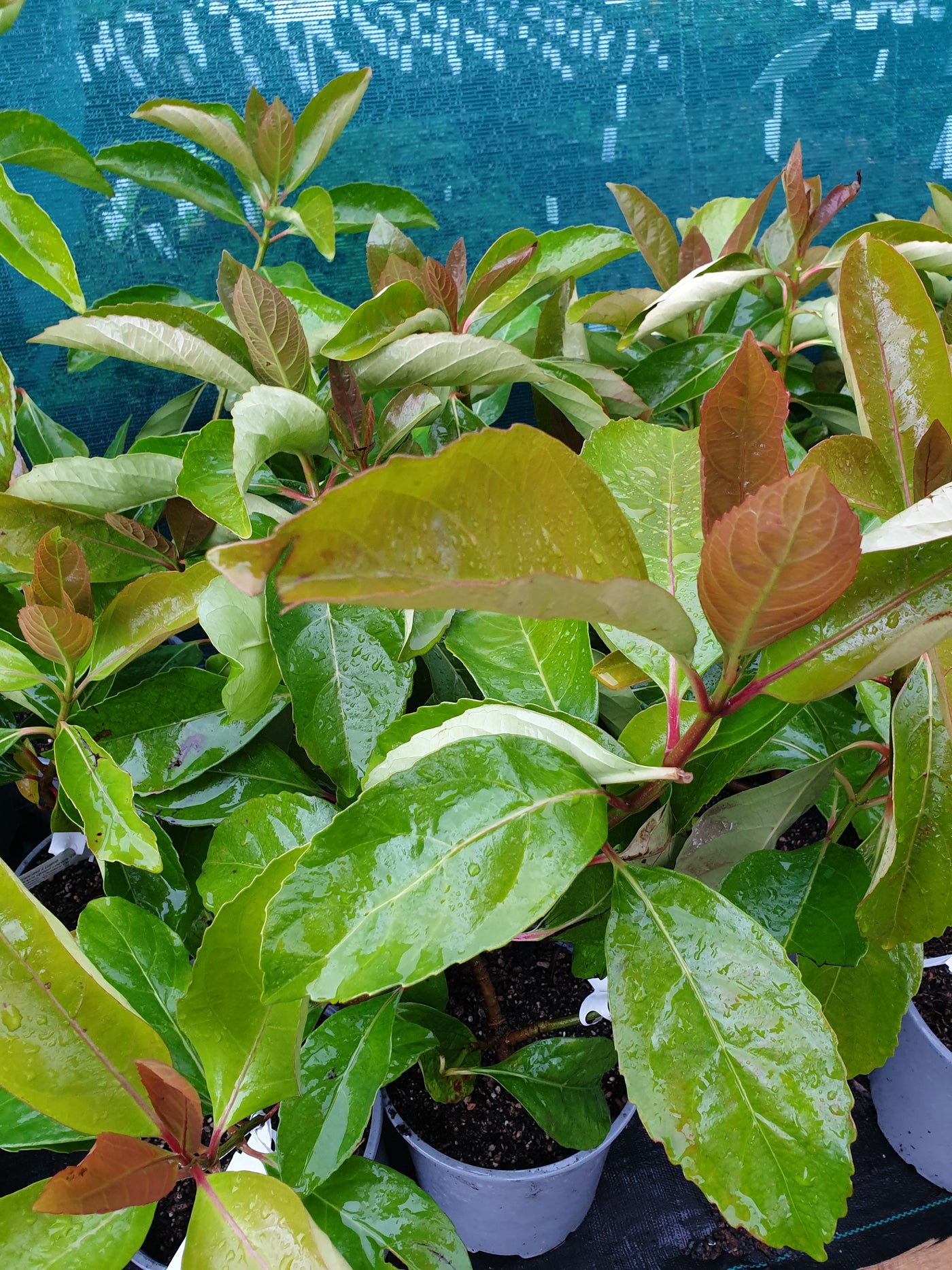 Viburnum odoratissimum | Emerald Lustre