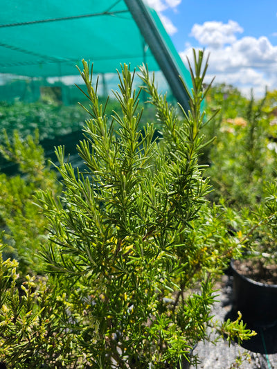 Rosmarinus officinalis | Lady In White