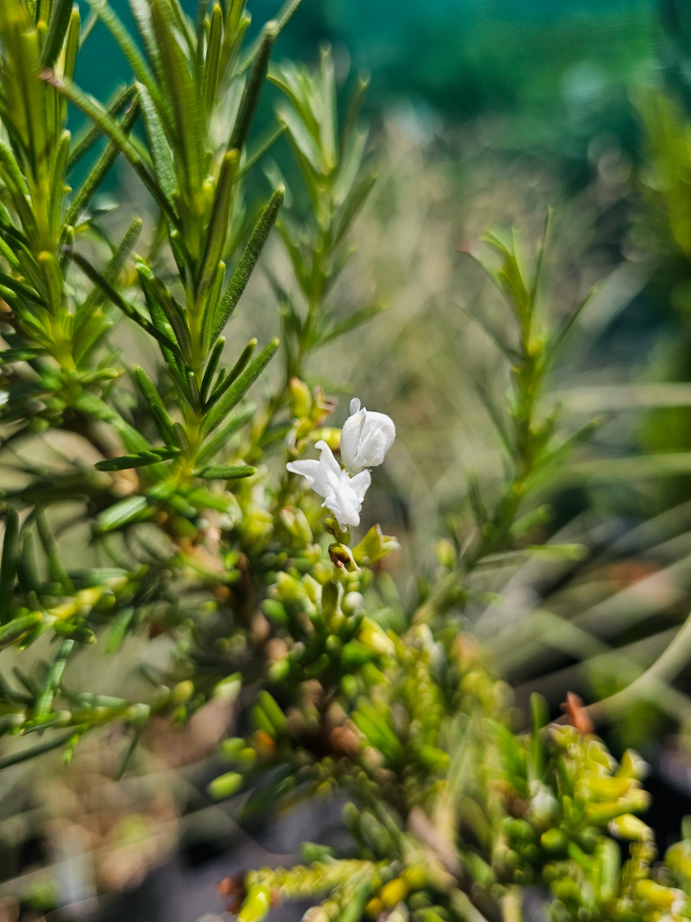 Rosmarinus officinalis | Lady In White