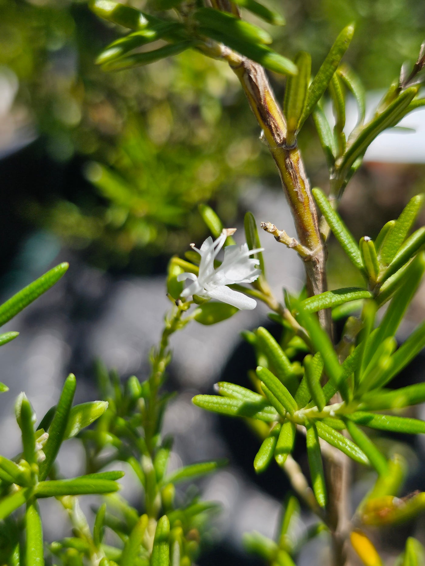 Rosmarinus officinalis | Lady In White