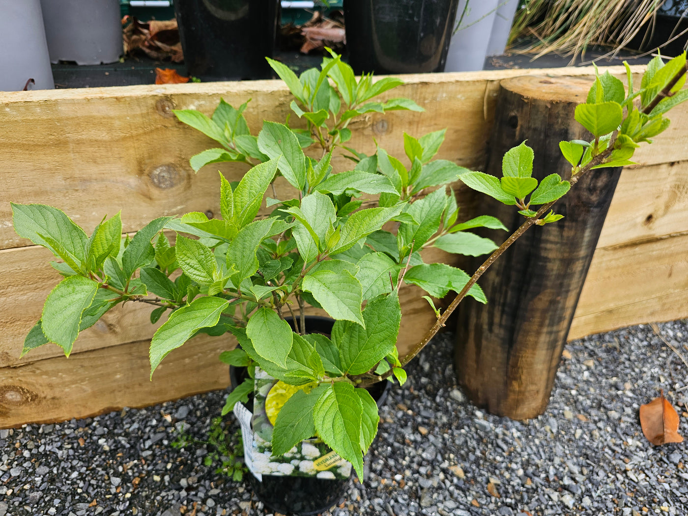 Hydrangea paniculata | Limelight