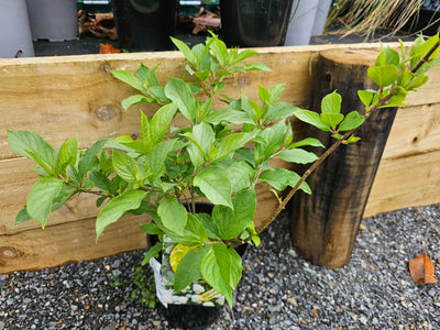 Hydrangea paniculata | Limelight