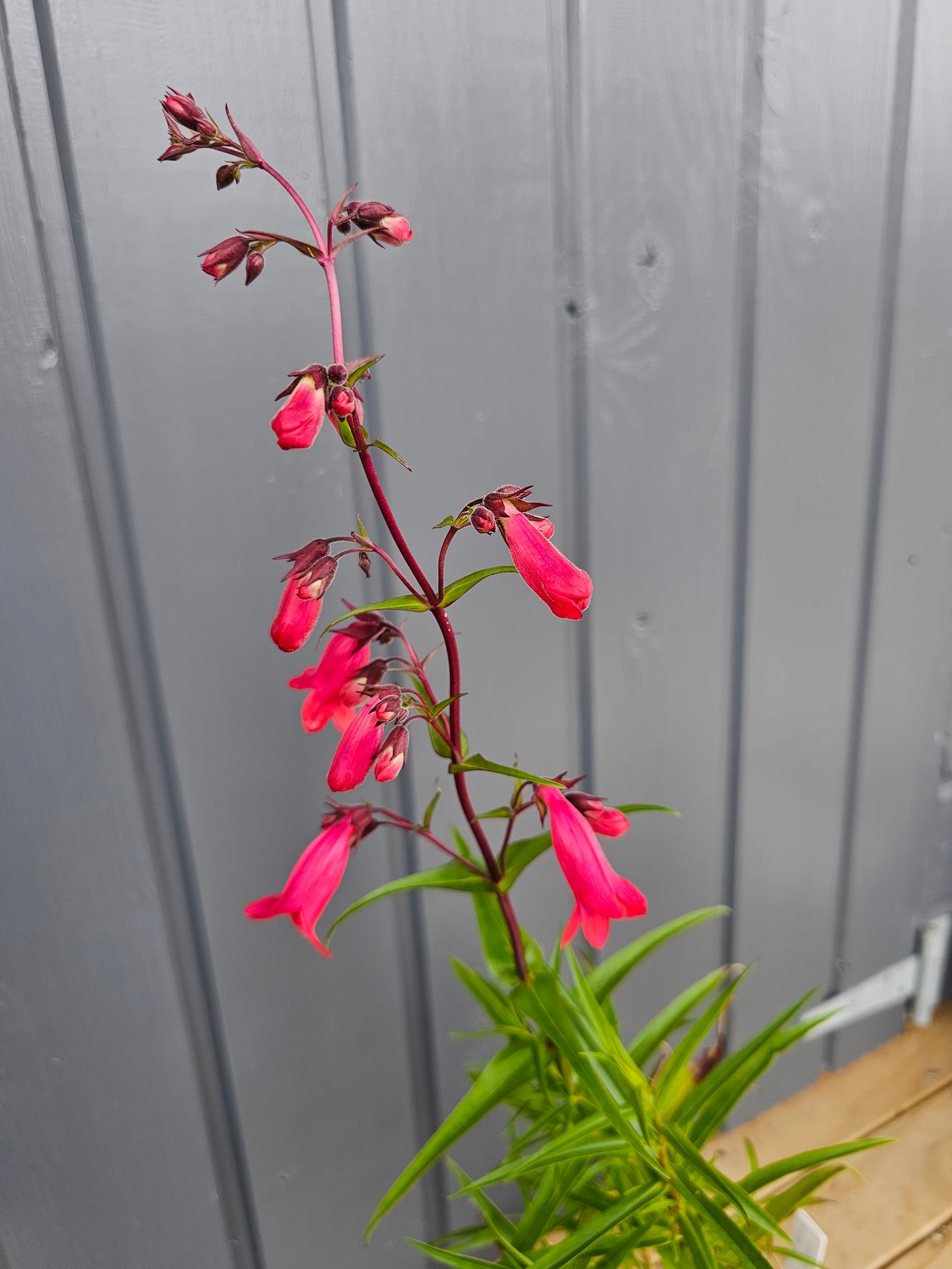 Penstemon hybrida | Firebird | Beardtongue