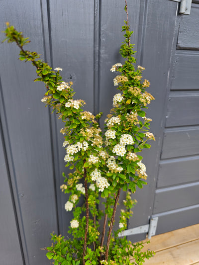 Spirea nipponica | Snow Mound