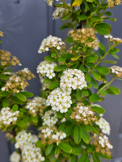 Spirea nipponica | Snow Mound