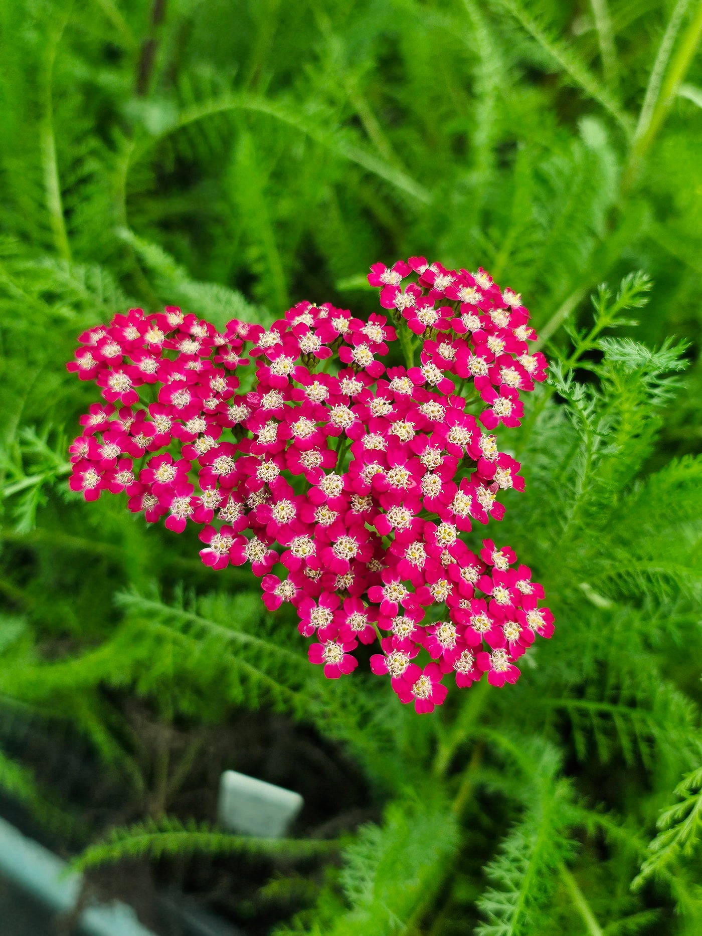 Achillea millefolium | Flowerburst | Red Shades