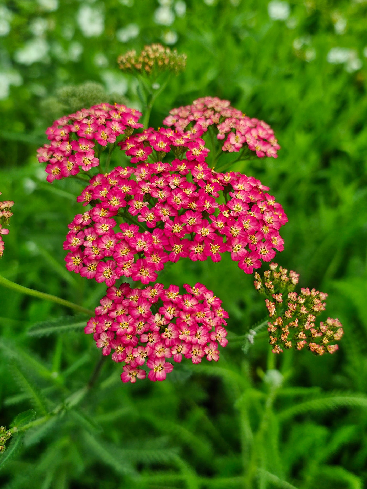 Achillea millefolium | Flowerburst | Red Shades