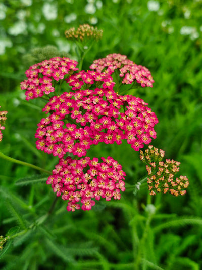 Achillea millefolium | Flowerburst | Red Shades