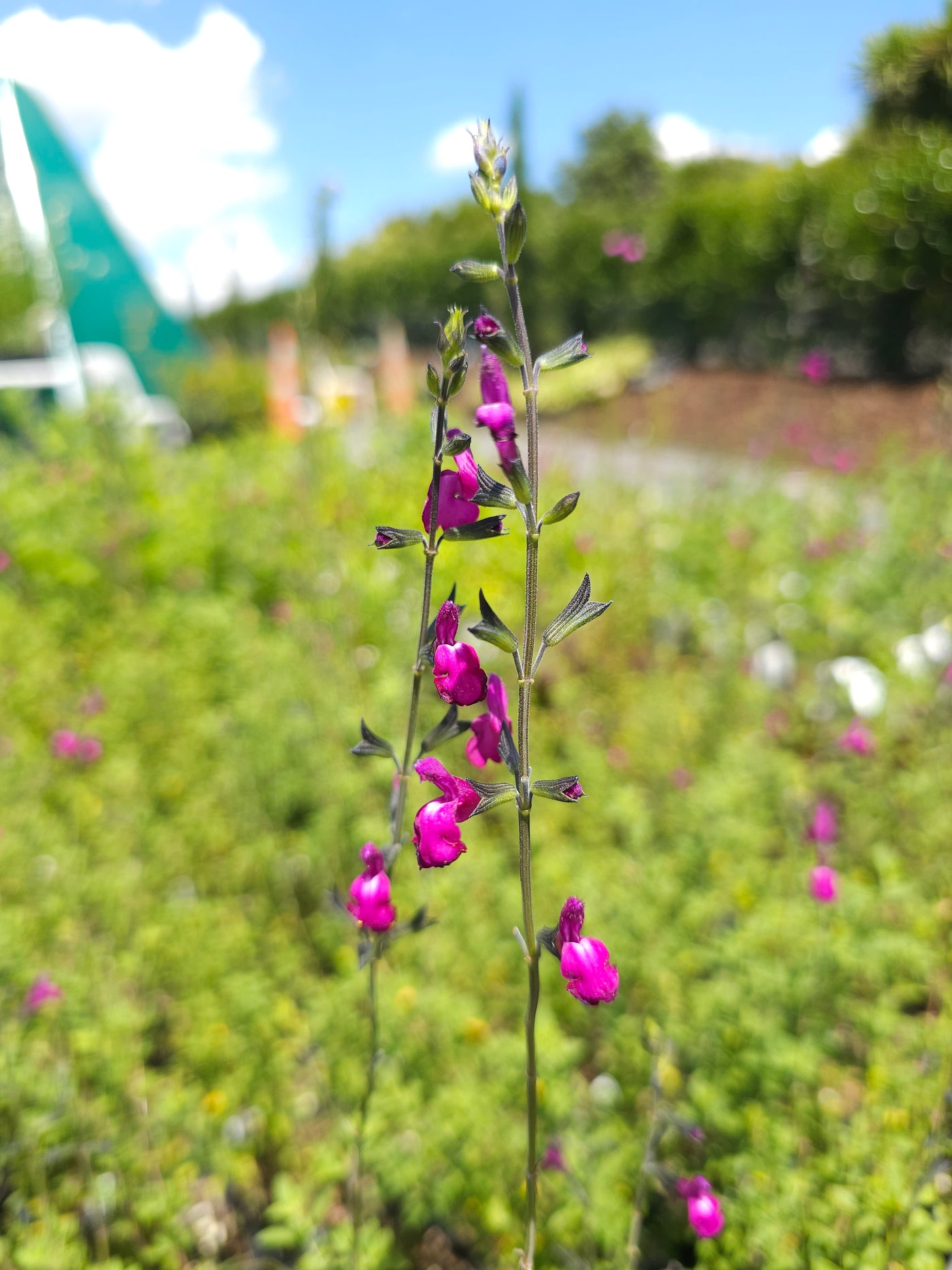 Salvia greggii | Dark Dancer | Autumn Sage