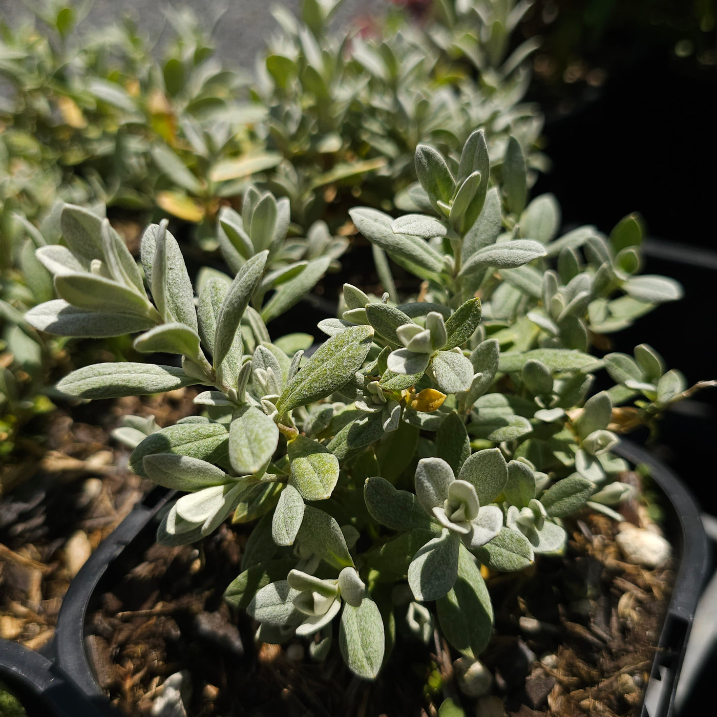 Cerastium tomentosum | Snow in Summer