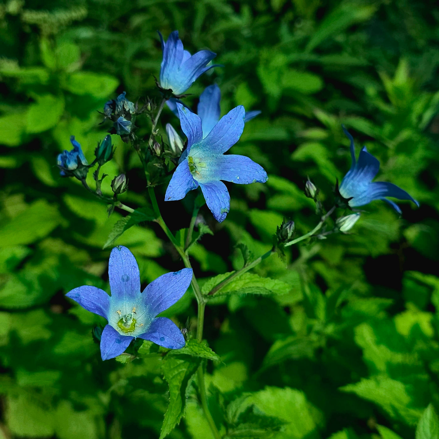 Campanula lactiflora | Milky Bellflower