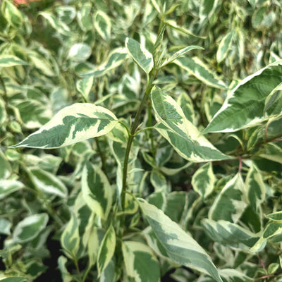 Cornus alba | Elegantissima | Siberian Dogwood