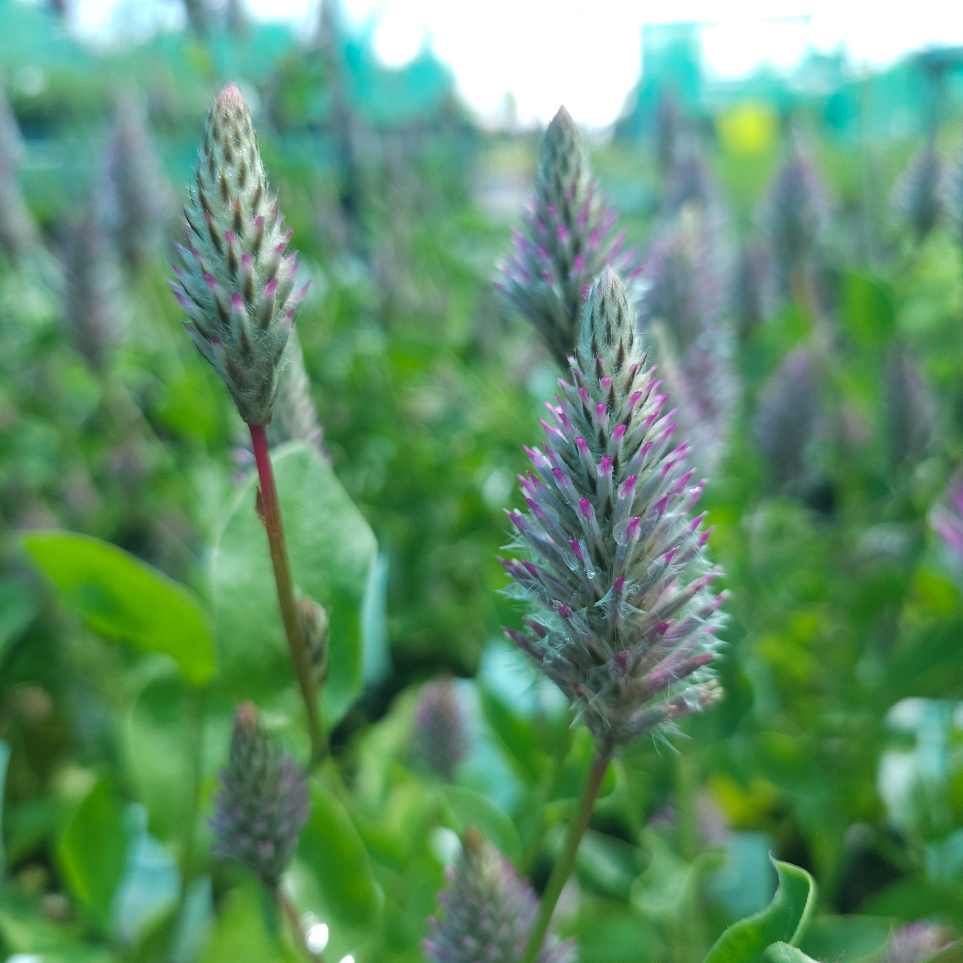 Ptilotus exaltatus | Matilda