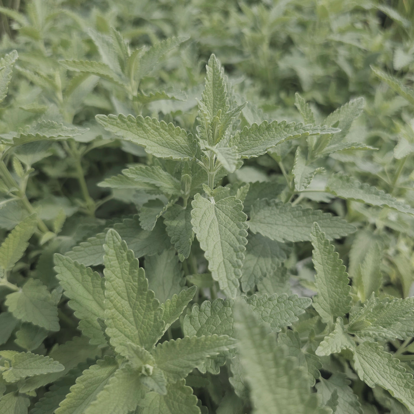 Nepeta gigantea | Six Hills Giant