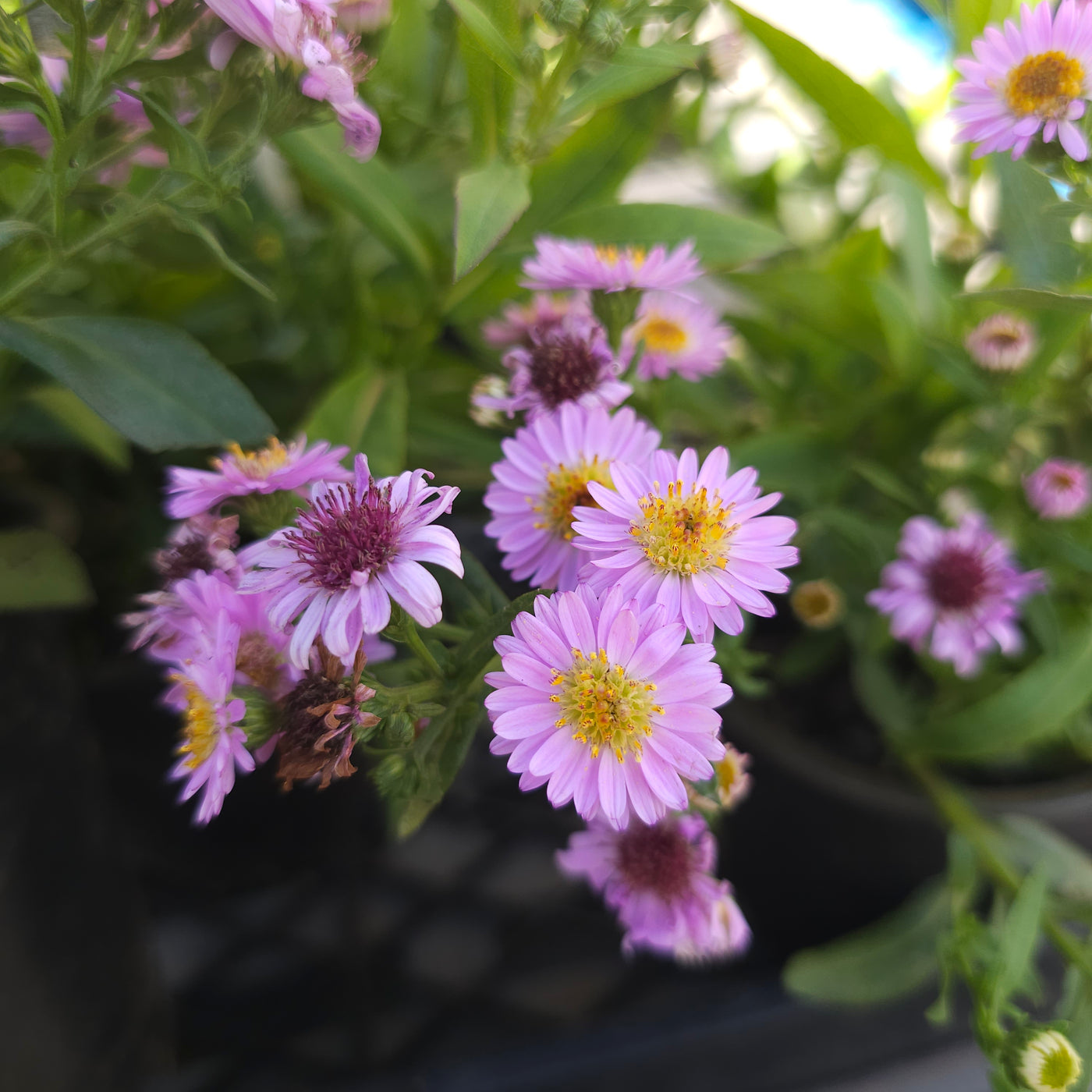 Boltonia asteroides | Sara Jane
