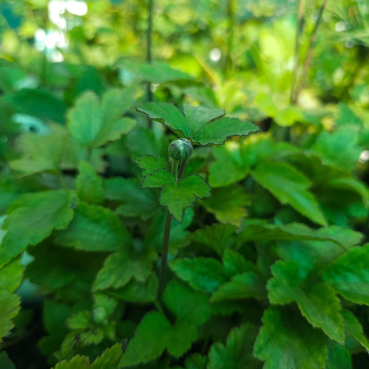 Anemone japonica | Hot Pink