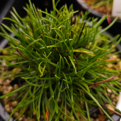 Armeria maritima | Bees Ruby