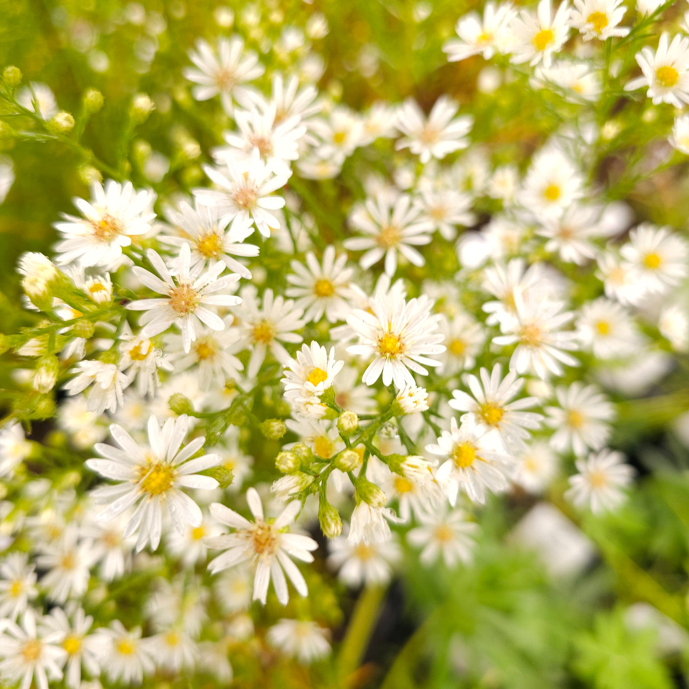 Boltonia asteroides | White