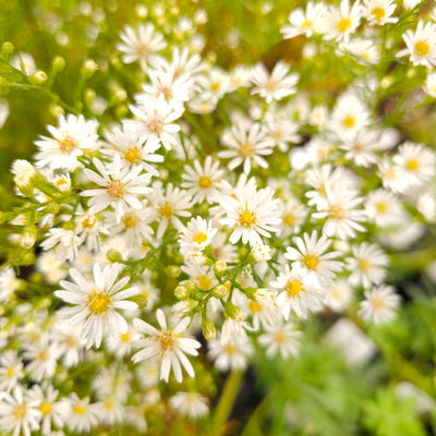 Boltonia asteroides | White