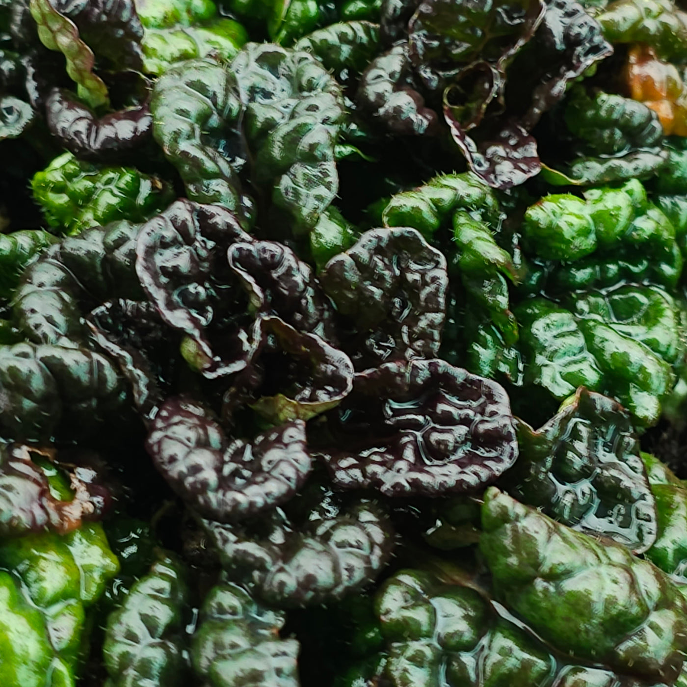 Ajuga reptans | Black Scallop