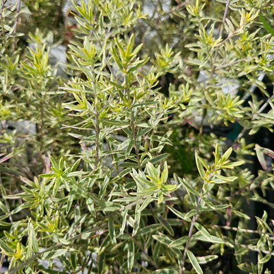 Westringia brevifolia | Lilac and Lace