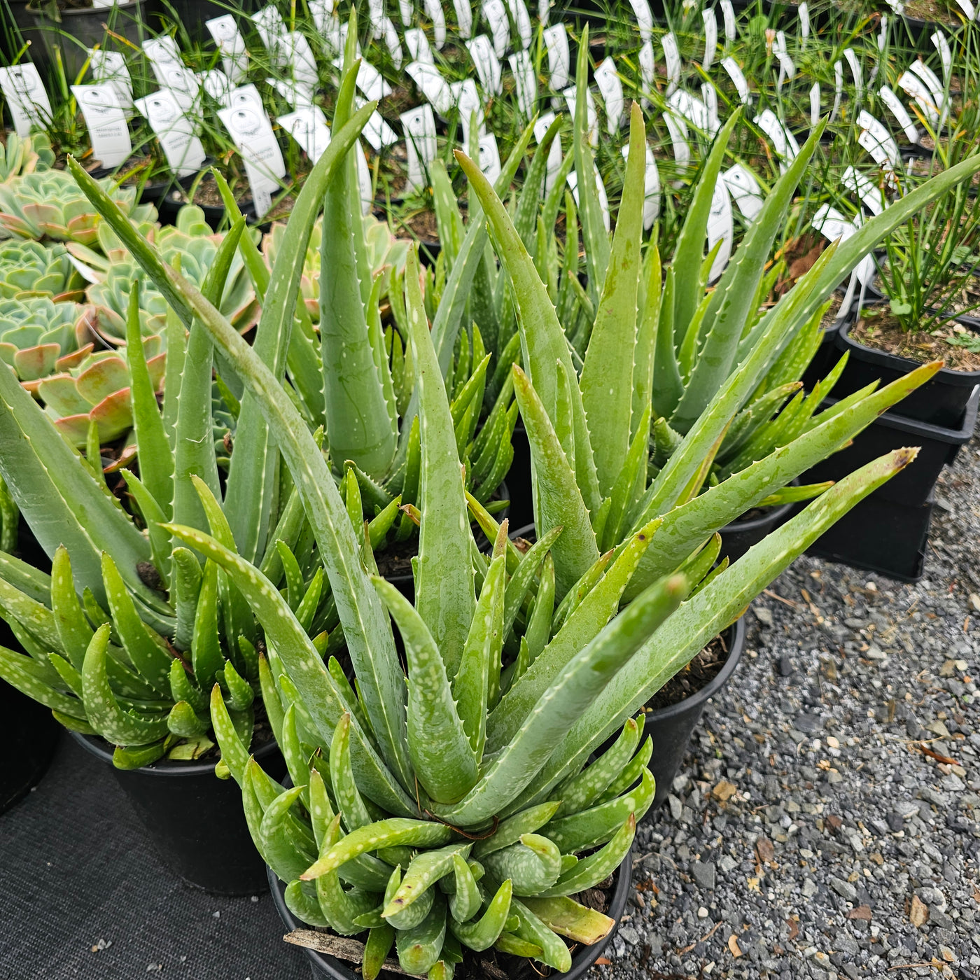 aloe vera plant nz Aloe vera – Addenbrooke