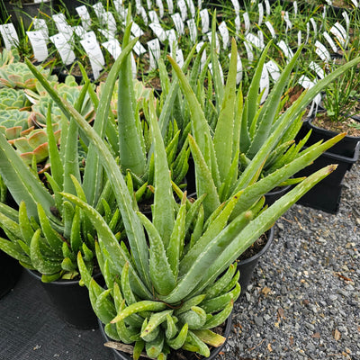Aloe vera