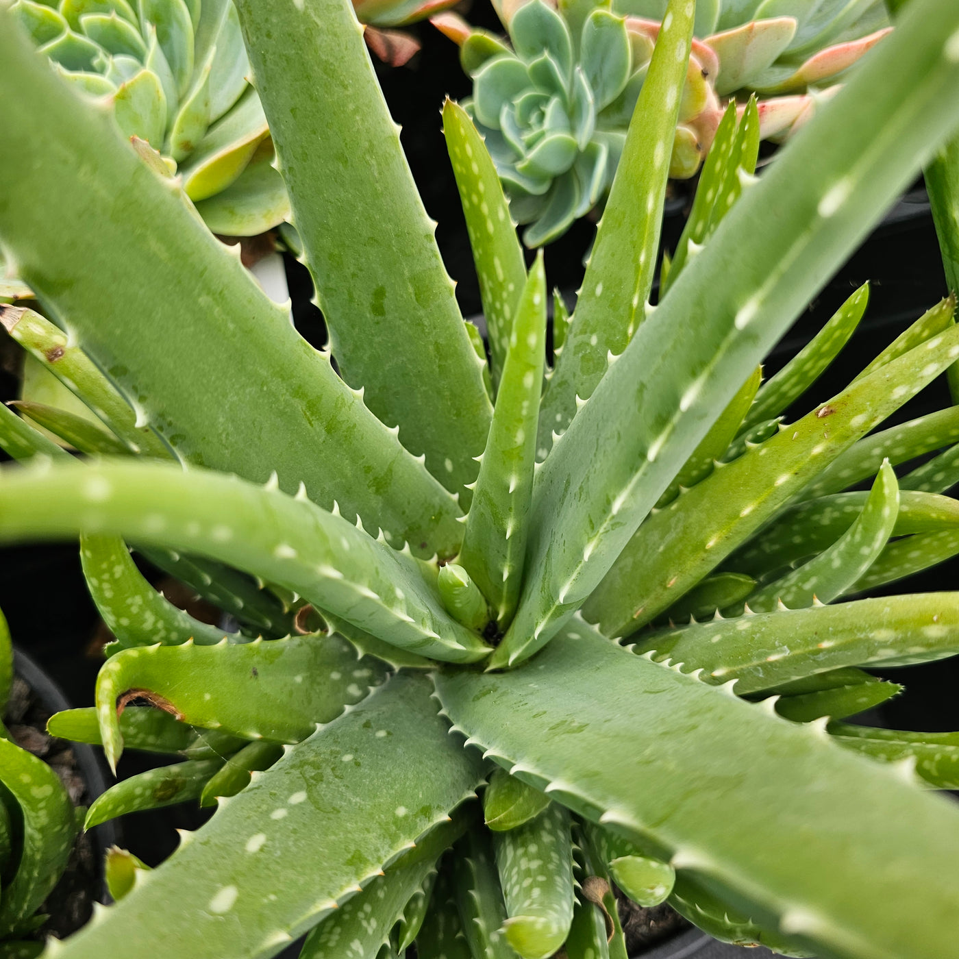 Aloe vera