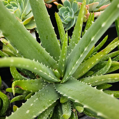Aloe vera