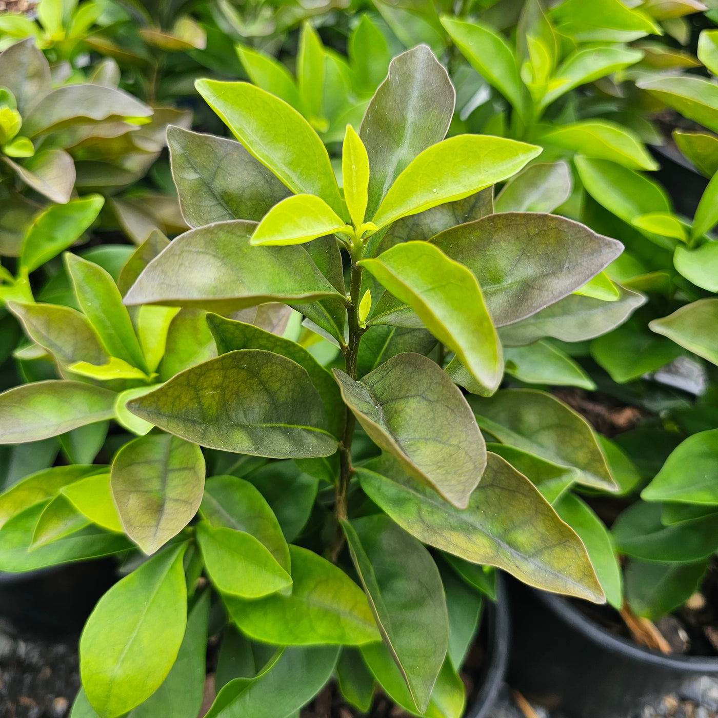 Brunfelsia pauciflora | Scent Sational