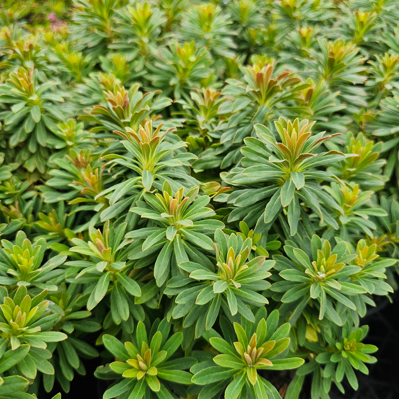 Euphorbia x martinii