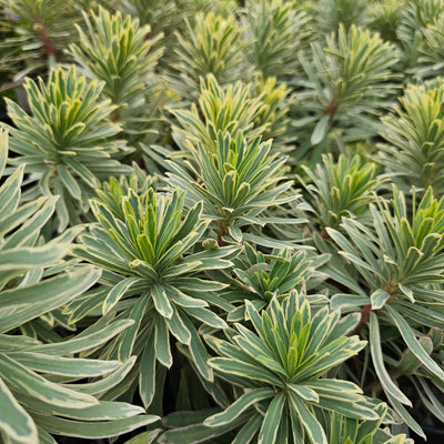 Euphorbia marginata | Snowtips