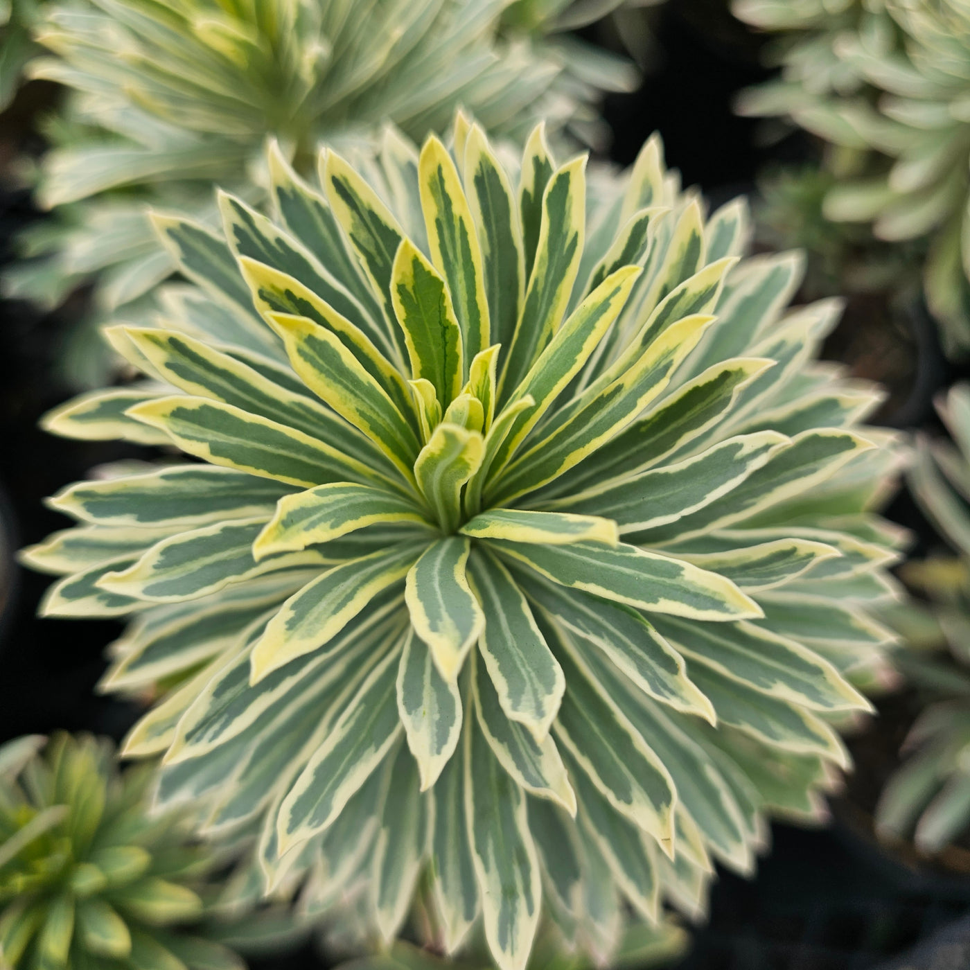 Euphorbia marginata | Snowtips