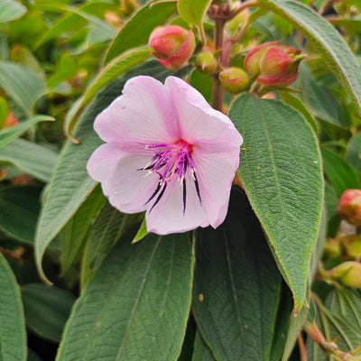 Tibouchina | Moonstruck