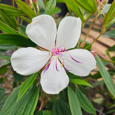 Tibouchina | Peace Baby