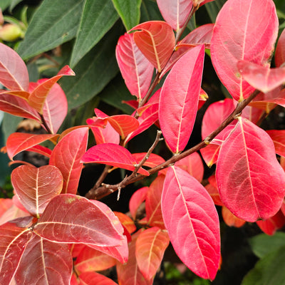 Lagerstroemia indica | Soil d'Oir