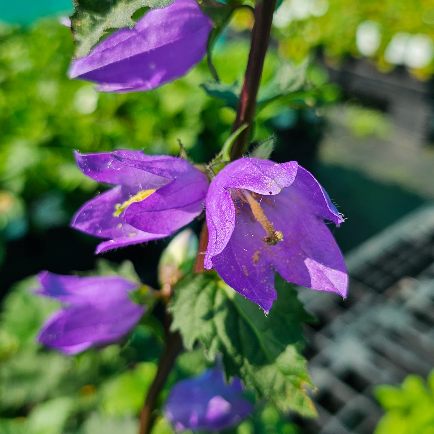 Campanula trachelium