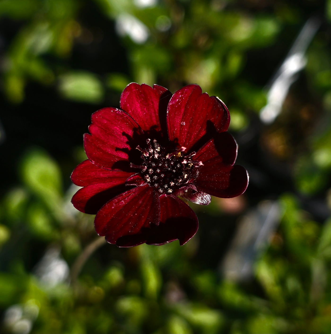 Cosmos atrosanguineus | Hot Chocolate