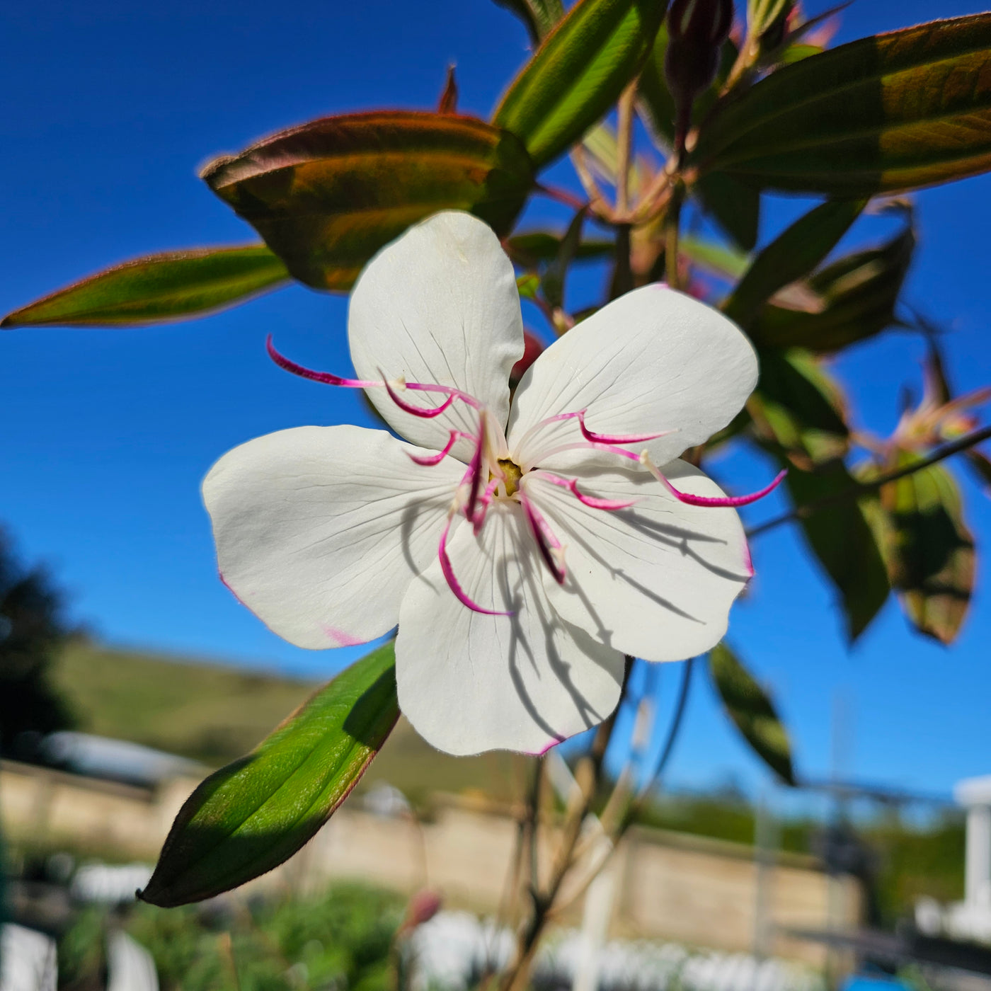 Tibouchina | Peace Baby