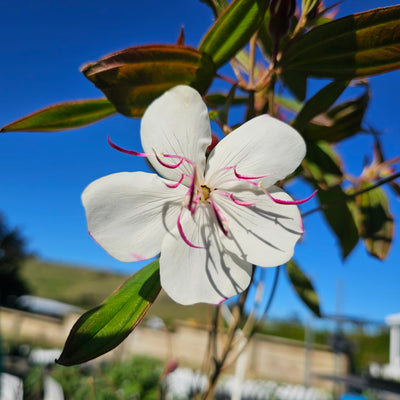 Tibouchina | Peace Baby