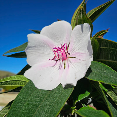 Tibouchina | Moonstruck