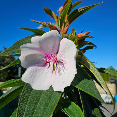 Tibouchina | Moonstruck