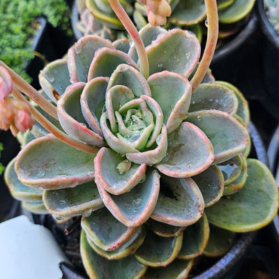 Echeveria orepetti