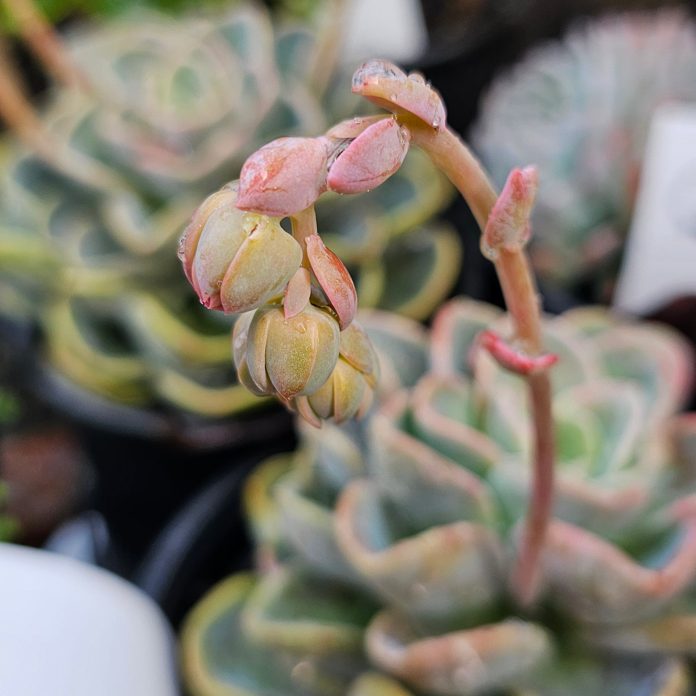 Echeveria orepetti