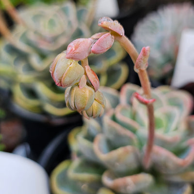 Echeveria orepetti
