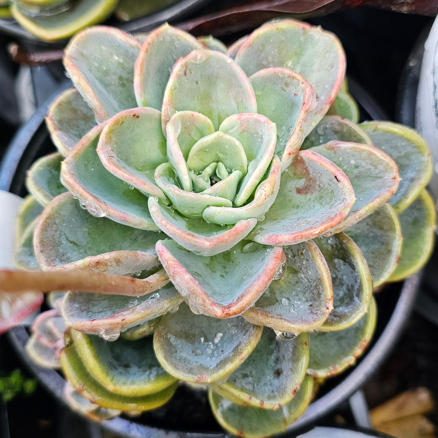 Echeveria orepetti