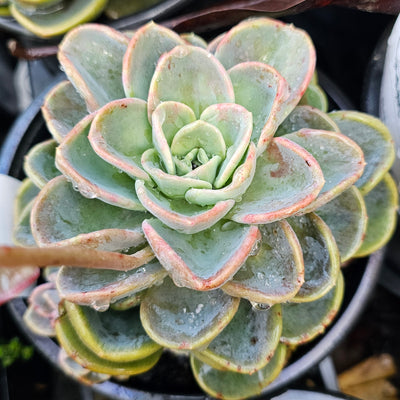 Echeveria orepetti