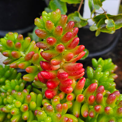 Sedum rubrotinctum